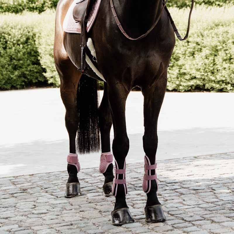 Guêtres pour jeune cheval Shield Rose