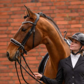 Bride de dressage Evermore X-Line Noir/Blanc Bride de dressage Evermore X-Line Noir/Blanc