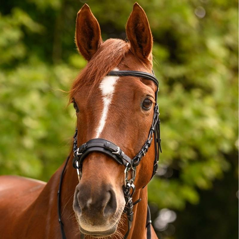 Bride hackamore Sensitive X-Line Noir