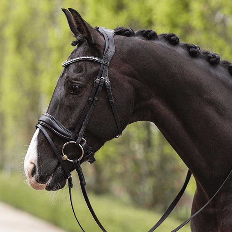 Bridon anatomique Comfort Fit Pullback avec rênes Noir