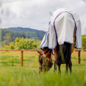 Couverture anti-mouches et d'été Amigo Airflow Plus Blanc/Gris/Bleu Couverture anti-mouches et d'été Amigo Airflow Plus Blanc/Gris/Bleu