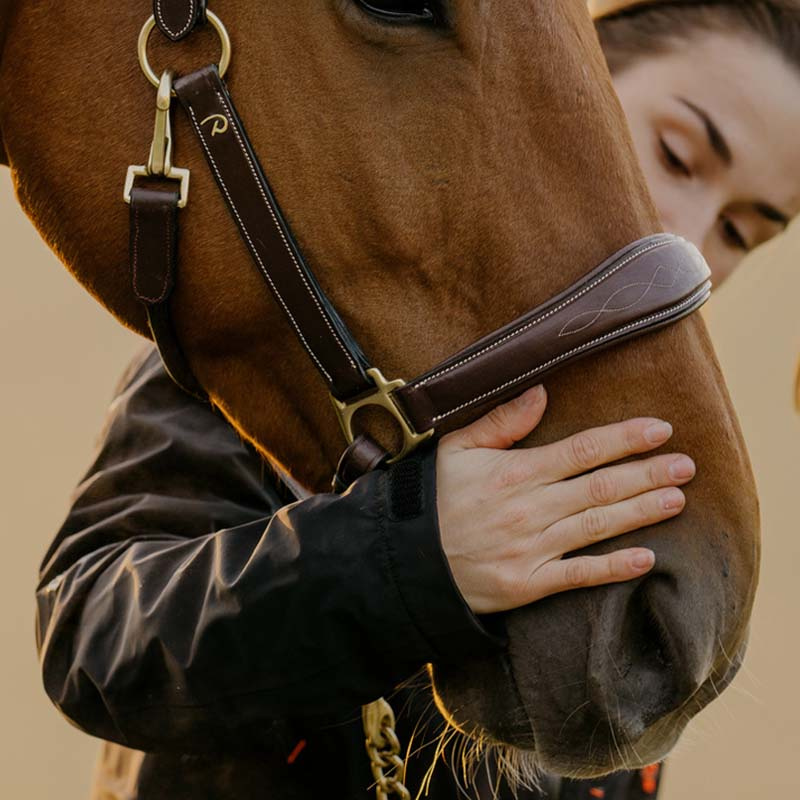 Halter de toilettage Artificial Leather Anatomic DC Marron