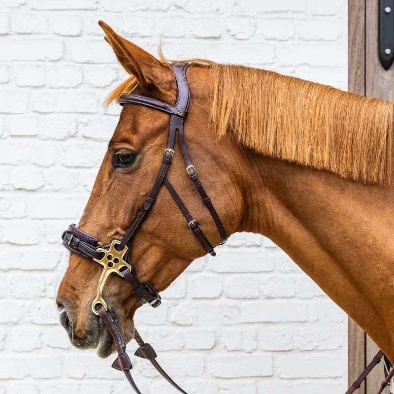 Hackamore DC Marron
