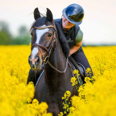 Casque d'équitation Kooki Lady Shine Bleu Marine Casque d'équitation Kooki Lady Shine Bleu Marine