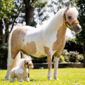Cheval jouet Toy Pony Lemon Cheval jouet Toy Pony Lemon
