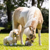 Cheval jouet Toy Pony Lemon Cheval jouet Toy Pony Lemon