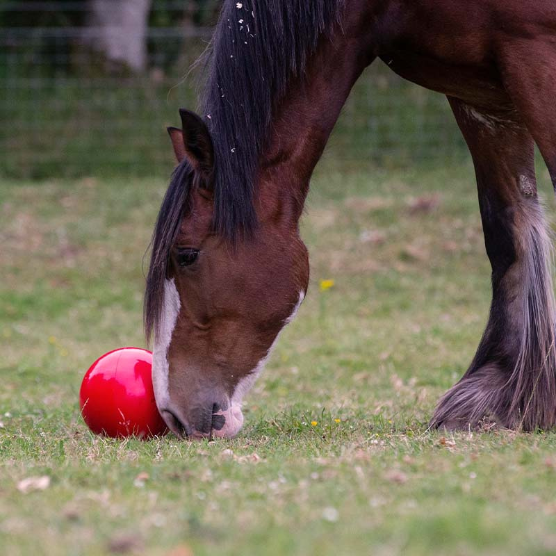Balle de friandises Snak-a-Ball Rouge