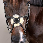 Bridon Muserolle croisée Plaited New English Collection Noir Bridon Muserolle croisée Plaited New English Collection Noir