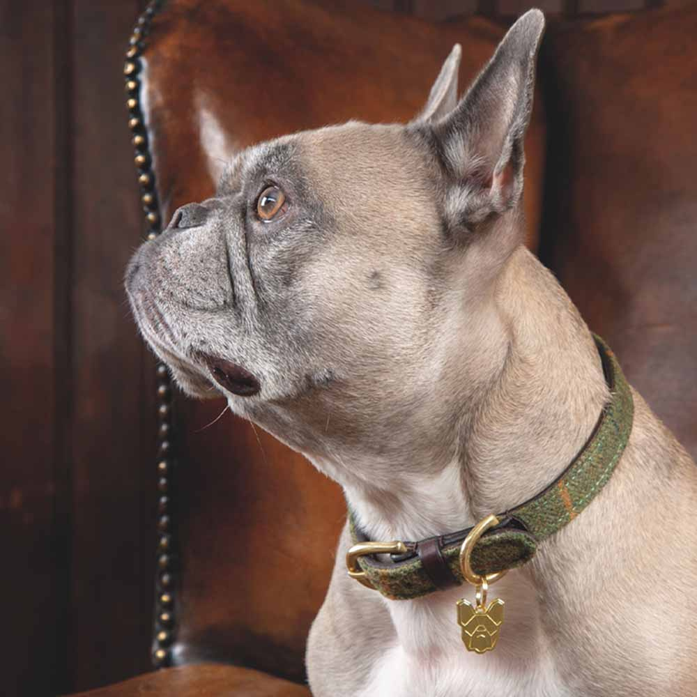 Collier pour chien en tweed/cuir vert 