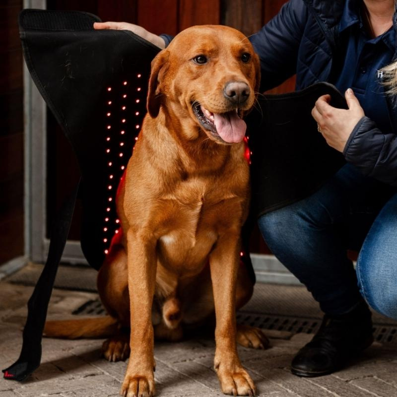 Manteau thérapeutique pour chien LED Red Light Therapy Noir 