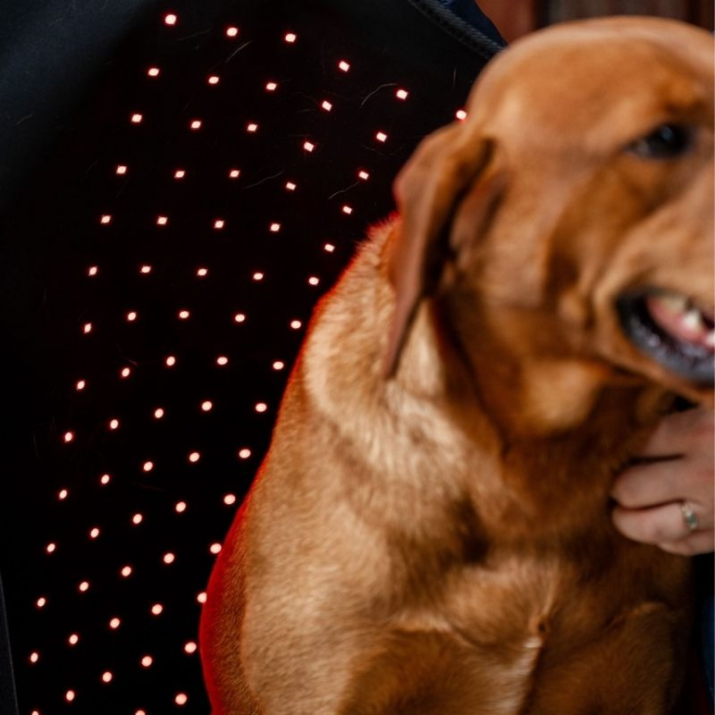 Manteau thérapeutique pour chien LED Red Light Therapy Noir 