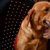 Manteau thérapeutique pour chien LED Red Light Therapy Noir Manteau thérapeutique pour chien LED Red Light Therapy Noir