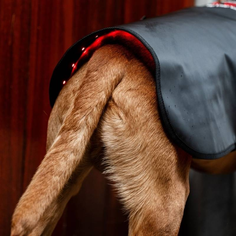Manteau thérapeutique pour chien LED Red Light Therapy Noir 