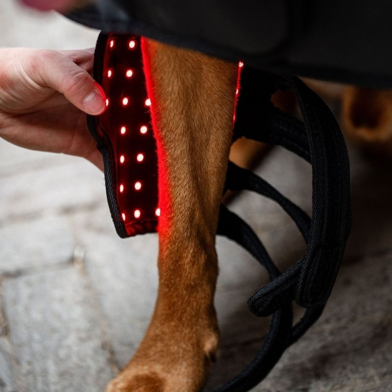 Bandage de thérapie pour chien LED Red Light Therapy Noir