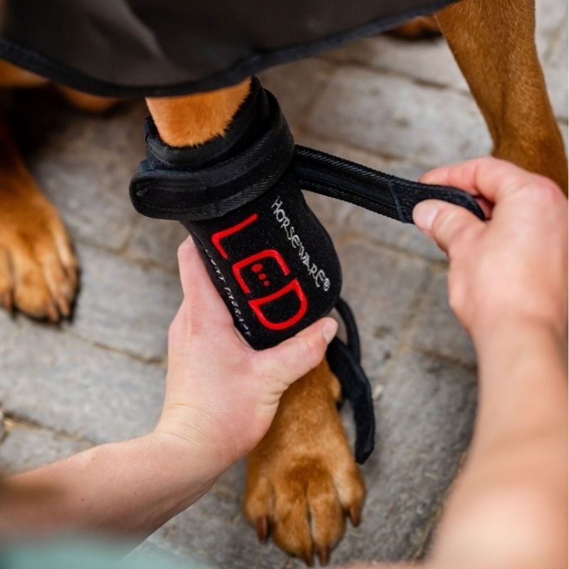 Bandage de thérapie pour chien LED Red Light Therapy Noir