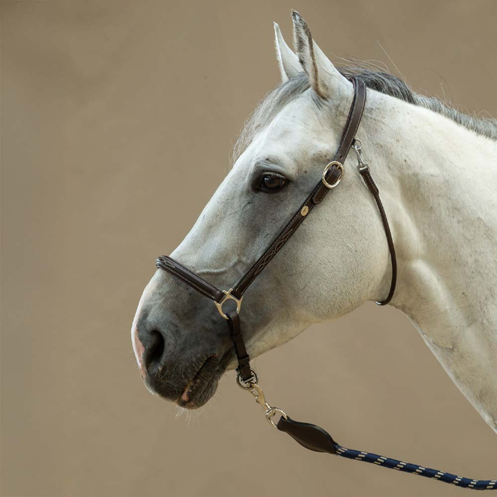 Halter de toilettage Leather WBD Marron