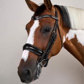 Bride de dressage Mat WC Noir Bride de dressage Mat WC Noir